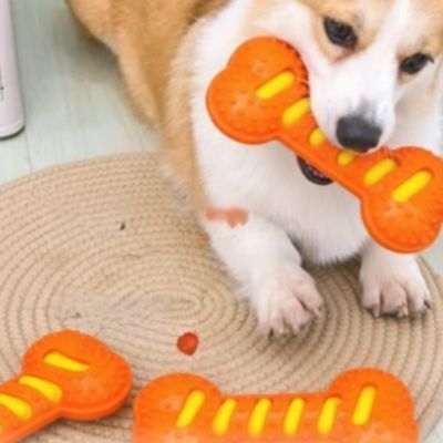 Chien Corgi mâchant un jouet chien indestructible orange sur un tapis rond.