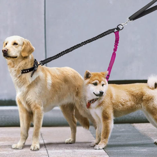 Détail d'un coupleur de laisse chien noir et rose sur un Golden et un Shiba Inu.