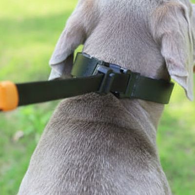 Vue arrière du cou d'un Braque de Weimar montrant le système de fermeture sécurisé et la sangle du collier étrangleur chien.