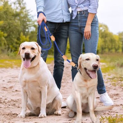 Deux Labradors crème assis côte à côte, attachés à une double laisse pour chien bleue.