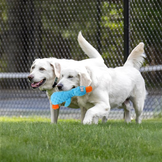 Deux Labradors blancs courant avec une peluche pour chiens bleue dans la gueule.