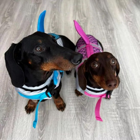 Deux Teckels, un noir et un marron, portant chacun un gilet de sauvetage chien (bleu et rose).