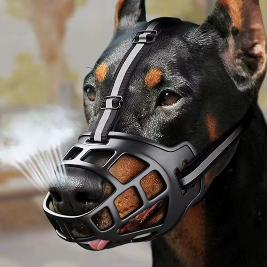 Doberman portant une muselière pour chien ergonomique avec fixation frontale.