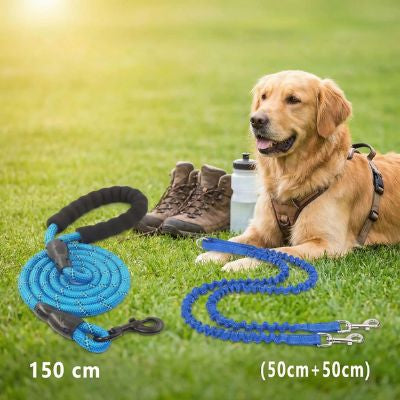 Double laisse pour chien bleue : dimensions 150 cm et (50cm+50cm) avec Golden Retriever.