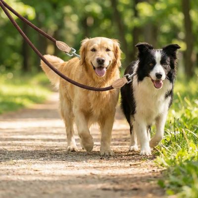 Golden Retriever et Border Collie marchant en forêt avec une double laisse pour chien marron.