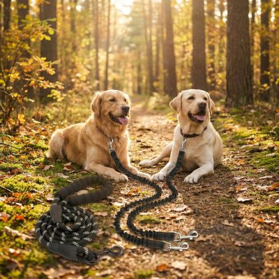 Double laisse pour chien noire tressée avec Golden Retriever et Labrador couchés en forêt.