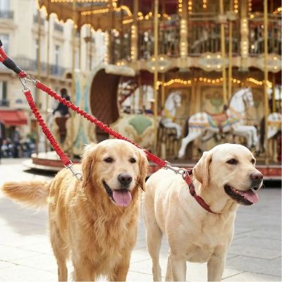 Double laisse pour chien rouge liant un Golden Retriever et un Labrador devant un manège.