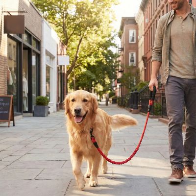Homme marchant en ville avec un Golden Retriever attaché à une double laisse pour chien rouge.