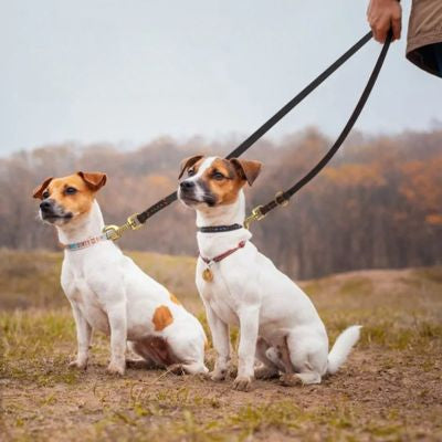 Deux Jack Russell Terriers assis côte à côte, attachés par une double longe chien en cuir marron.