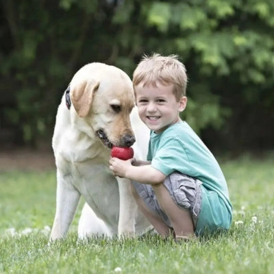 Jeune garçon accroupi jouant avec un Labrador jaune et un jouet Kong chien rouge classique.