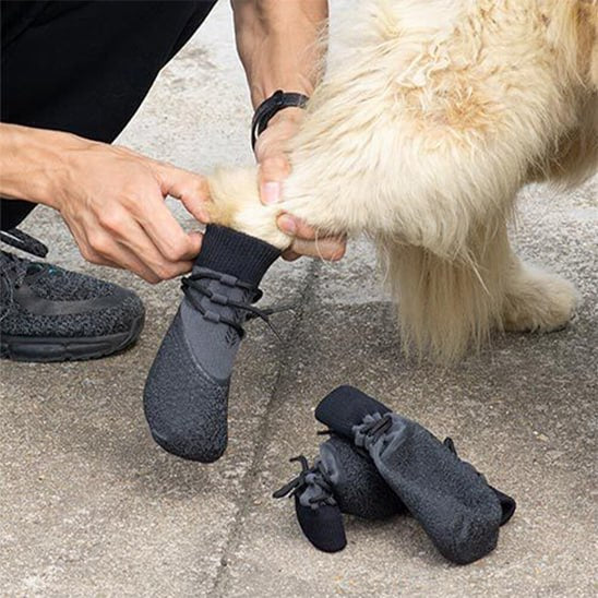 Mains d'un maître enfilant des chaussures pour chien grises à un Golden Retriever.