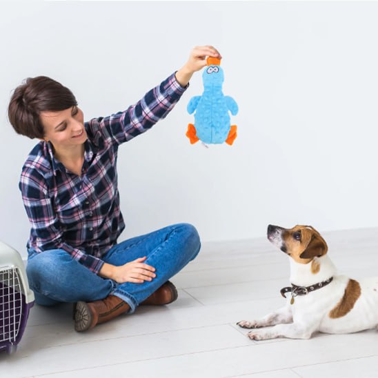 Femme assise montrant une peluche pour chiens bleue à un Jack Russell Terrier.