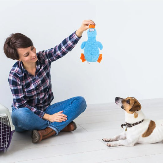 Femme assise montrant une peluche pour chiens bleue à un Jack Russell Terrier.