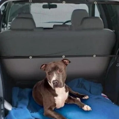 Un Pitbull marron et blanc couché dans un coffre équipé d'un filet chien voiture.