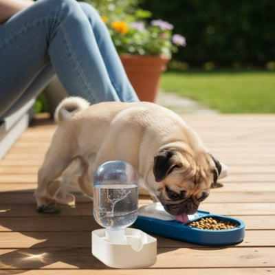 Carlin buvant dans une gamelle pour chien bleue avec distributeur d'eau sur une terrasse boisée.