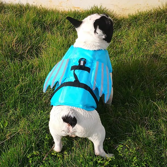 Vue arrière d'un bouledogue français sur l'herbe portant un gilet de sauvetage chien bleu.