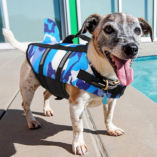 Chien Jack Russell debout portant un gilet de sauvetage pour chien bleu camouflage.