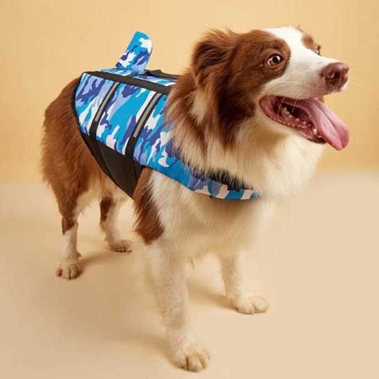 Border Collie assis portant un gilet de sauvetage pour chien bleu requin en studio.