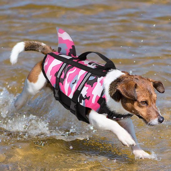 Chien Jack Russell courant dans l'eau avec son gilet de sauvetage rose requin.