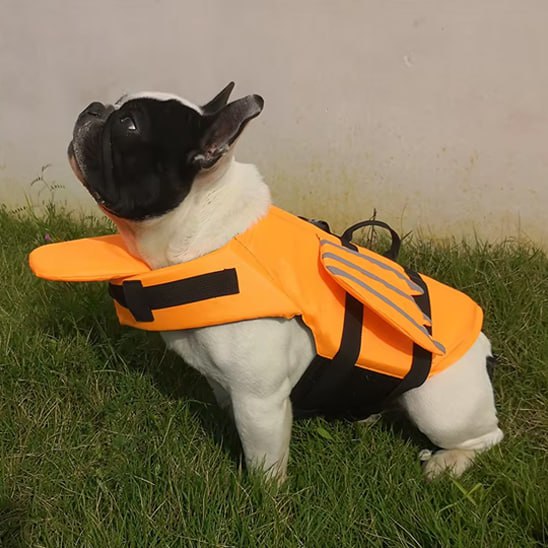 Bouledogue français noir et blanc de profil sur l'herbe avec un gilet de sauvetage chien orange.