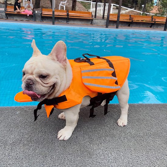 Bouledogue français crème au bord d'une piscine avec un gilet de sauvetage chien orange.
