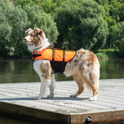 Berger Australien avec un gilet de sauvetage chien orange sur un ponton.