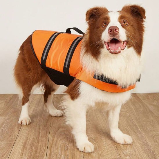 Border Collie marron et blanc debout portant un gilet de sauvetage chien orange.