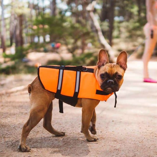 Bouledogue français fauve avec un gilet de sauvetage chien orange sur un chemin.