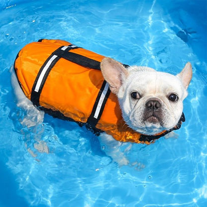 Bouledogue français blanc nageant avec un gilet de sauvetage chien orange.