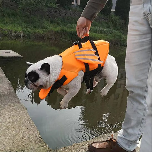 Personne portant un bouledogue français par la poignée de son gilet de sauvetage chien.