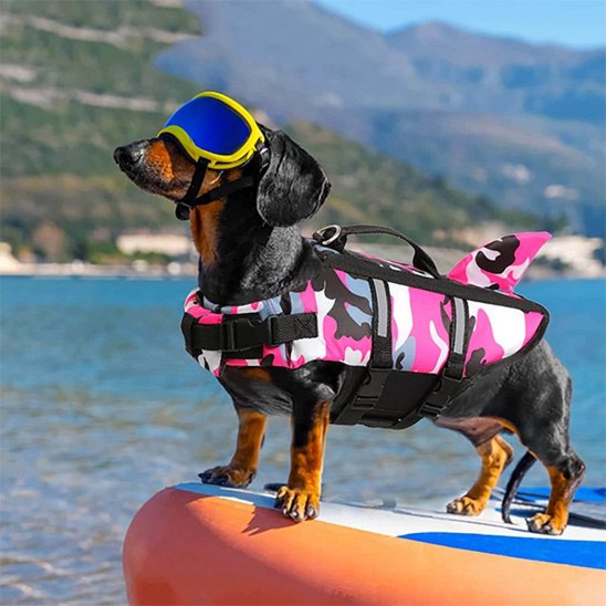 Teckel avec lunettes et gilet de sauvetage pour chien rose sur un paddle, mer en fond.