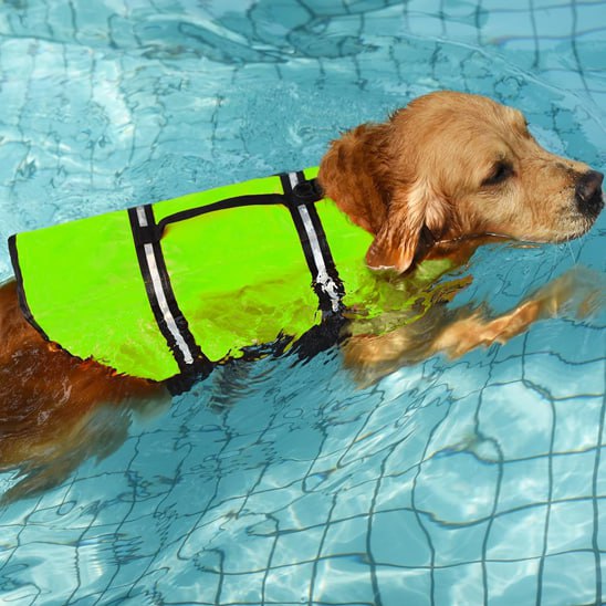 Golden Retriever nageant dans une piscine avec un gilet de sauvetage chien vert fluo.