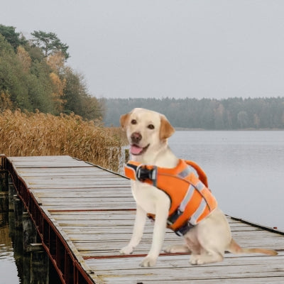 Labrador jaune assis sur un ponton en bois avec un gilet de sauvetage chiens orange.