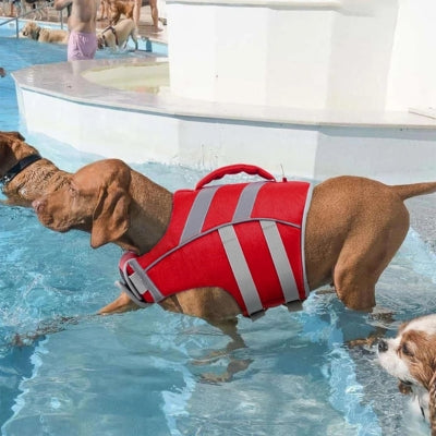 Chien Vizsla portant un gilet de sauvetage chiens rouge avec poignée dans une piscine.