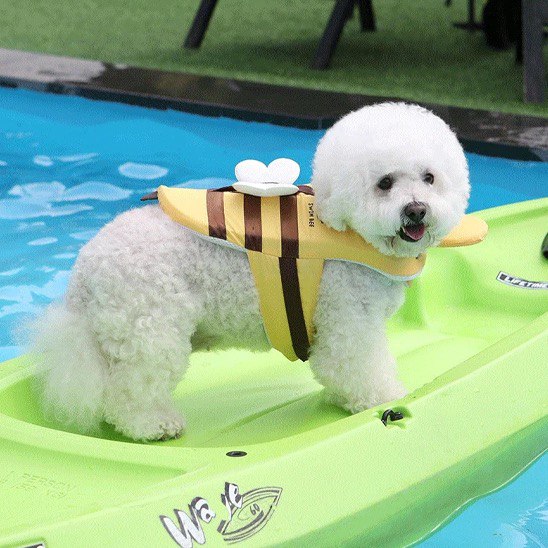 Bichon frisé blanc sur un kayak Wave portant le gilet de sauvetage pour chien Swim Bee.