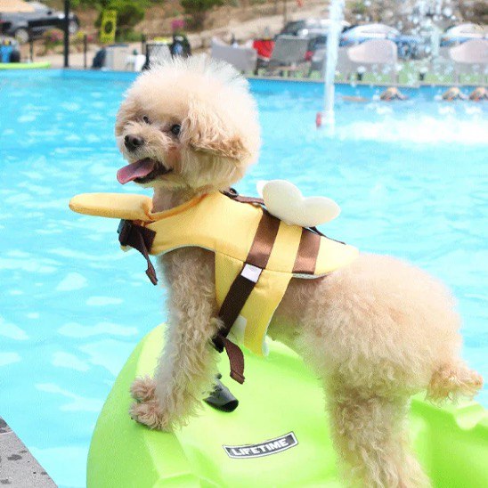 Caniche beige sur un kayak Lifetime portant un gilet de sauvetage pour chien jaune et marron.