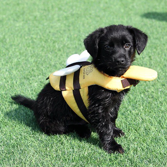 Chiot noir assis sur l'herbe portant un gilet de sauvetage pour chien abeille avec des ailes.