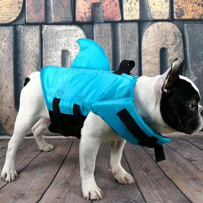 Bouledogue français noir et blanc portant un gilet de sauvetage chien bleu avec aileron.