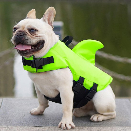 Bouledogue français assis portant un gilet de sauvetage chien jaune fluo avec aileron.