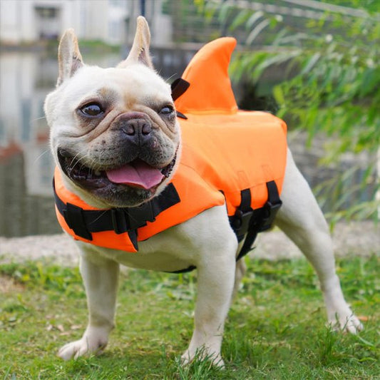 Bouledogue français debout portant un gilet de sauvetage chien orange avec aileron.