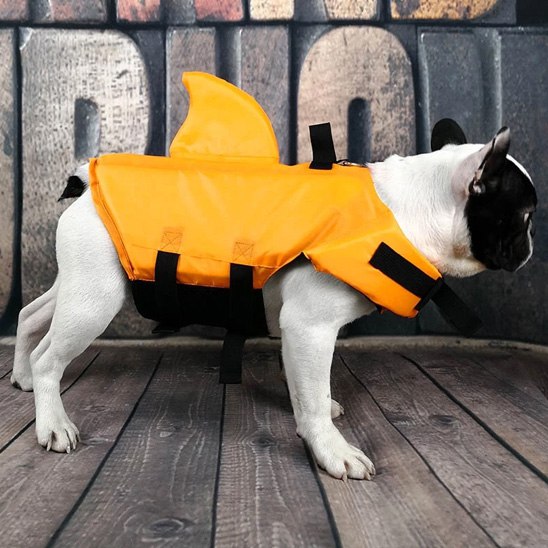 Bouledogue français noir et blanc portant un gilet de sauvetage chien orange avec aileron.