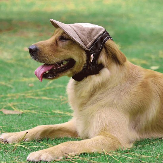 Golden Retriever allongé sur l'herbe avec une des casquettes pour chiens beige et marron.