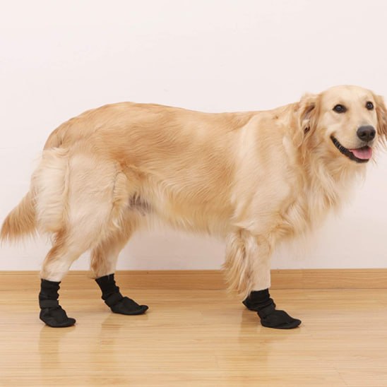 Golden retriever posant en intérieur avec une chaussure chien noire à chaque patte.