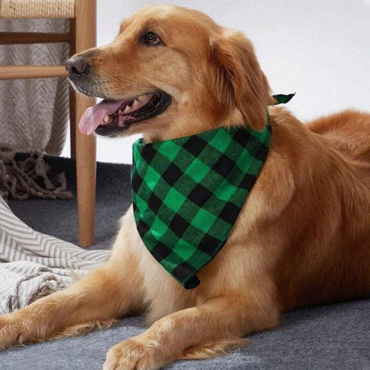 Golden Retriever couché de profil portant un bandana chien à carreaux verts et noirs.