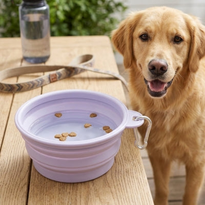 Chien Golden Retriever attend près de gamelles chien pliables violettes remplies d'eau et croquettes.