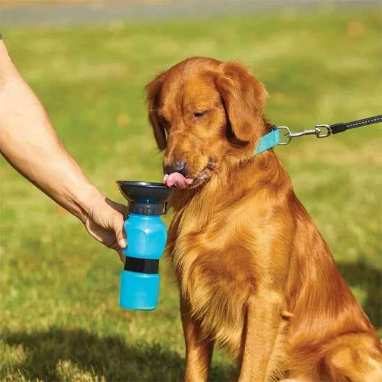 Un Golden Retriever attend de boire dans une gourde pour chien bleue tenue par son maître.