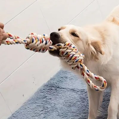 Golden Retriever blanc tirant sur un jouet pour chiens en corde avec son maître.