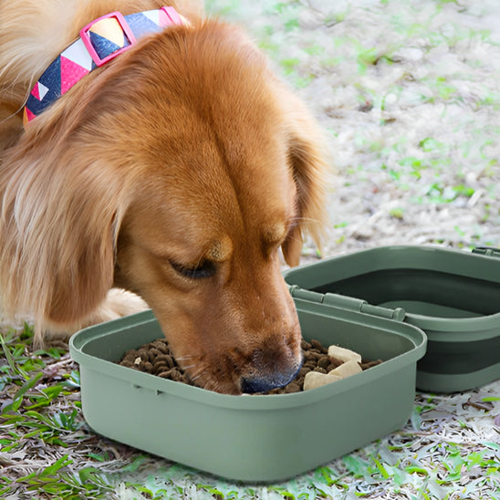 Chien Golden Retriever mangeant ses croquettes dans une gamelle chien pliable verte.