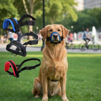 Golden Retriever assis et trois modèles de muselière chien en bleu, noir et rouge.