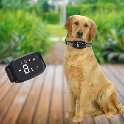 Golden Retriever portant un Collier dressage chien affichant le niveau 8, assis calmement à l'intérieur à côté du boîtier.